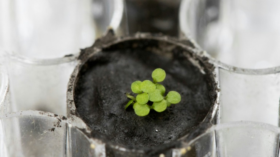 Científicos consiguen cultivar plantas en la Tierra con suelo lunar