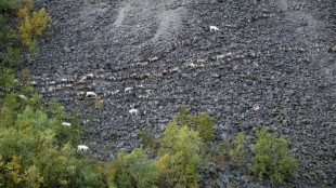 Concluye la trashumancia de los renos por los fiordos, glaciares y montañas de Noruega