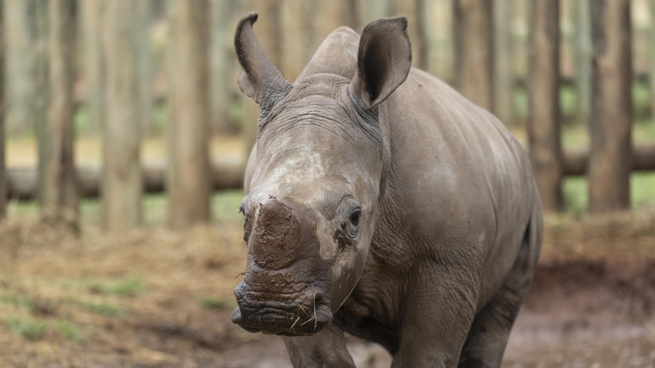  India: zoo di Guhawati annuncia la nascita di un rinoceronte 