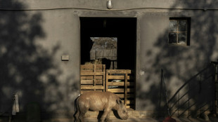 Afrique du Sud: un nouveau sanctuaire pour bébés rhinos, privés de mamans