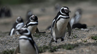 Fazendeiro é condenado na Argentina por matança de centenas de pinguins