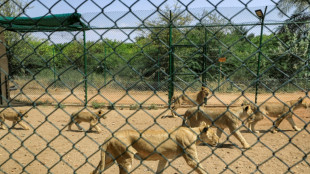 Sudan lions reserve warns running low on food amid fighting