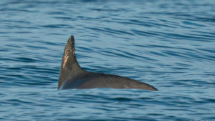 Vaquitas still exist, but barely: sea 'panda' survey