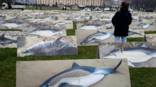 Dauphins: les captures mortelles divisées par quatre lors du mois sans pêche dans le golfe de Gascogne