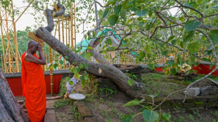 Phony claims swirl around Sri Lanka's holiest tree