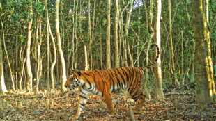 Le Bangladesh, plaque tournante du braconnage des tigres, selon une étude