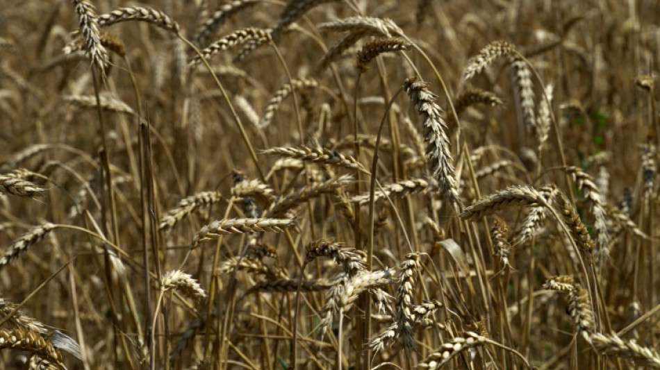 Bauernverband rechnet mit Ernte von 21 Millionen Tonnen Weizen